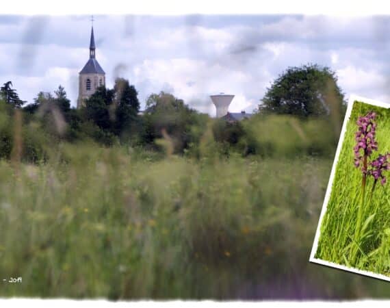 G3-_B__2150-Orchidees-des-Varinnes-min